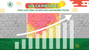 Read more about the article [Tin 8/4] GIÁ CÀ PHÊ TĂNG MẠNH, DỰ BÁO KHÔ HẠN TẠI TÂY NGUYÊN